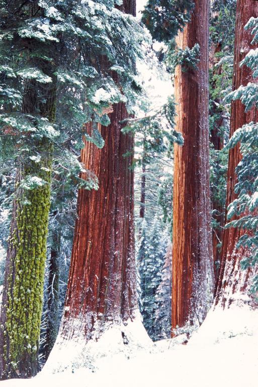 Montecito Sequoia Lodge Wilsonia Экстерьер фото