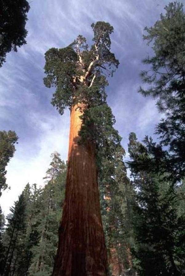 Montecito Sequoia Lodge Wilsonia Экстерьер фото